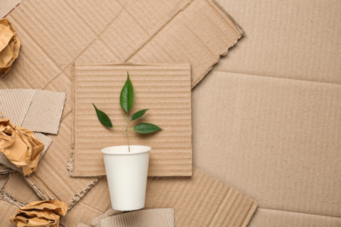 Sustainable Packaging Can Transform Your Business Packaging Solutions
